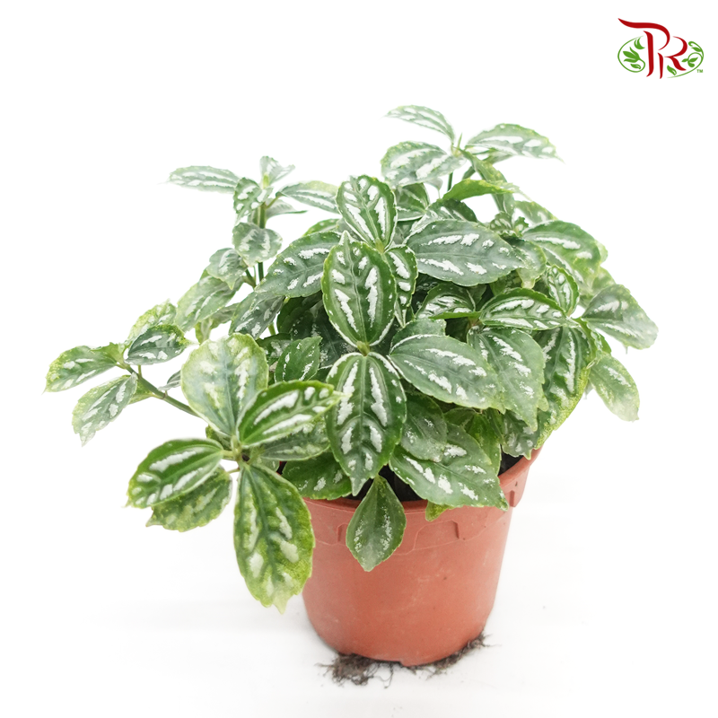 Pilea Cadierei《花叶冷水花》-Pudu Ria Florist-prflorist.com.my