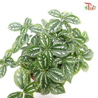 Pilea Cadierei《花叶冷水花》-Pudu Ria Florist-prflorist.com.my