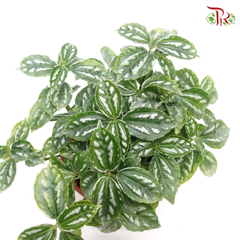 Pilea Cadierei《花叶冷水花》-Pudu Ria Florist-prflorist.com.my