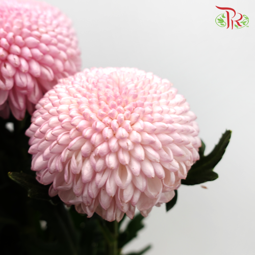 Ping Pong Chrysanthemum - Pink (10 Stems)-Pink-Vietnam-prflorist.com.my