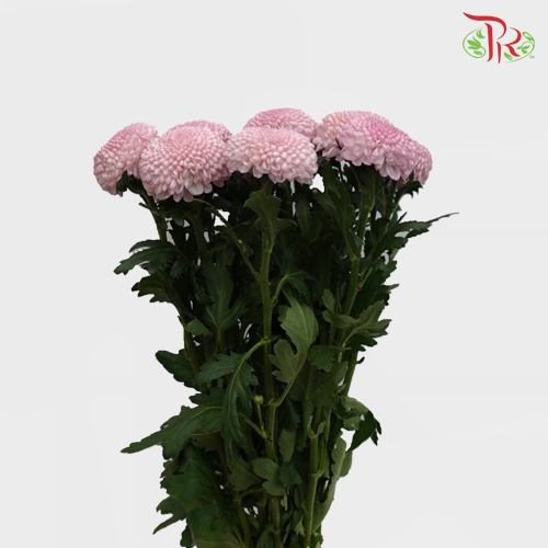 Ping Pong Chrysanthemum - Pink (10 Stems)-Pink-Vietnam-prflorist.com.my