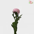 Ping Pong Chrysanthemum - Pink (10 Stems)-Pink-Vietnam-prflorist.com.my