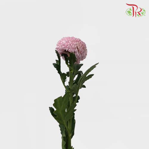 Ping Pong Chrysanthemum - Pink (10 Stems)-Pink-Vietnam-prflorist.com.my