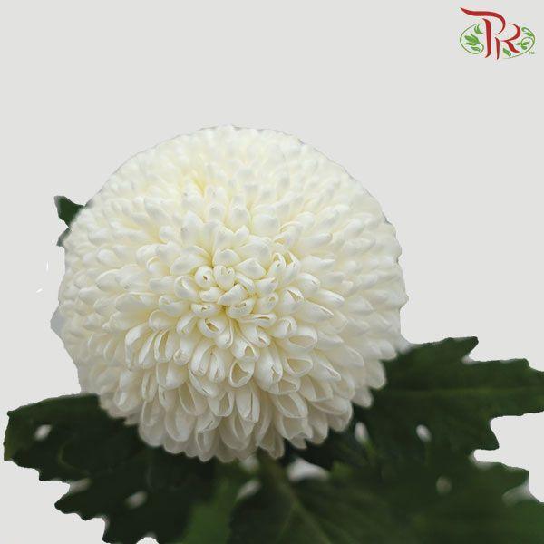 Ping Pong Chrysanthemum - White (10 Stems)-Vietnam-prflorist.com.my