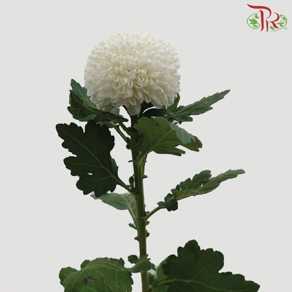 Ping Pong Chrysanthemum - White (10 Stems)-Vietnam-prflorist.com.my