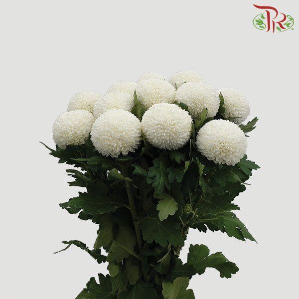 Ping Pong Chrysanthemum - White (10 Stems)-Vietnam-prflorist.com.my