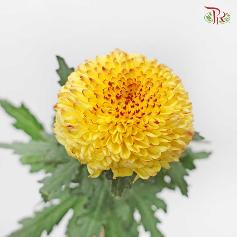 Ping Pong Disbud Chrysanthemum - Light Yellow (12 Stems)-Yellow-Malaysia-prflorist.com.my