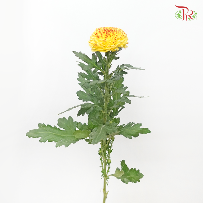 Ping Pong Disbud Chrysanthemum - Light Yellow (12 Stems)-Yellow-Malaysia-prflorist.com.my