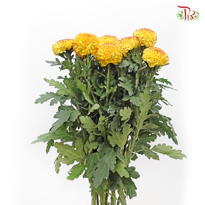 Ping Pong Disbud Chrysanthemum - Light Yellow (12 Stems)-Yellow-Malaysia-prflorist.com.my