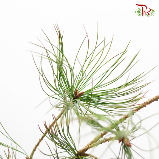 Pinus Morrisonicola - Pudu Ria Florist