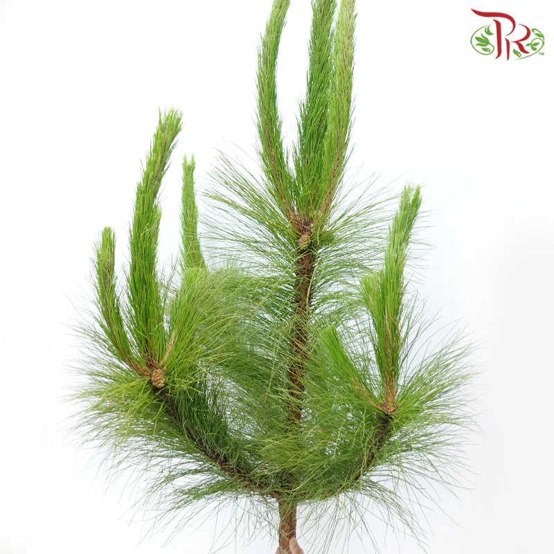 Pinus Massoniana - (Per Stem)-China-prflorist.com.my