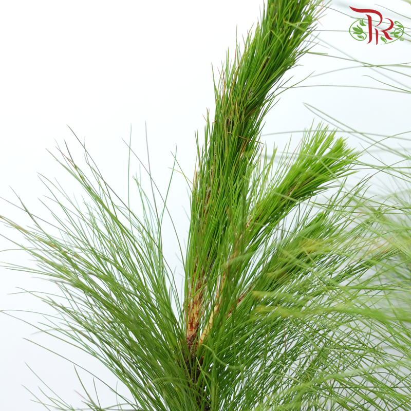 Pinus Massoniana - (Per Stem)-China-prflorist.com.my