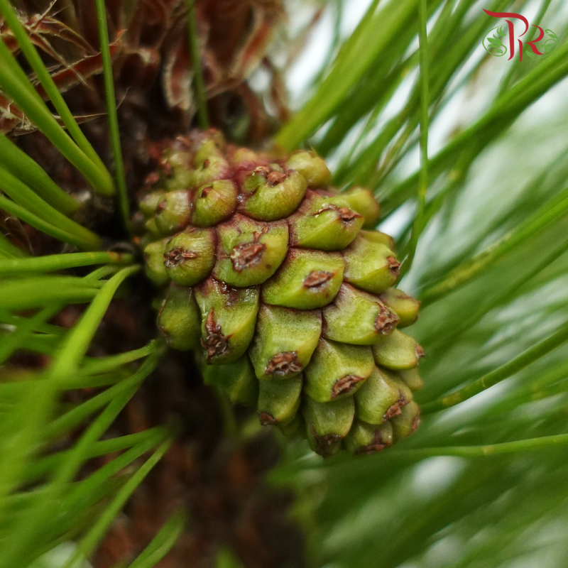 Pinus Massoniana - (Per Stem)-China-prflorist.com.my