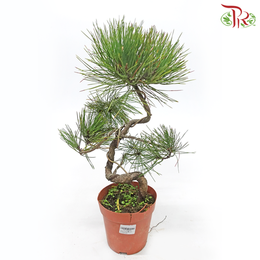 Pinus S 《黑松》-Pudu Ria Florist-prflorist.com.my