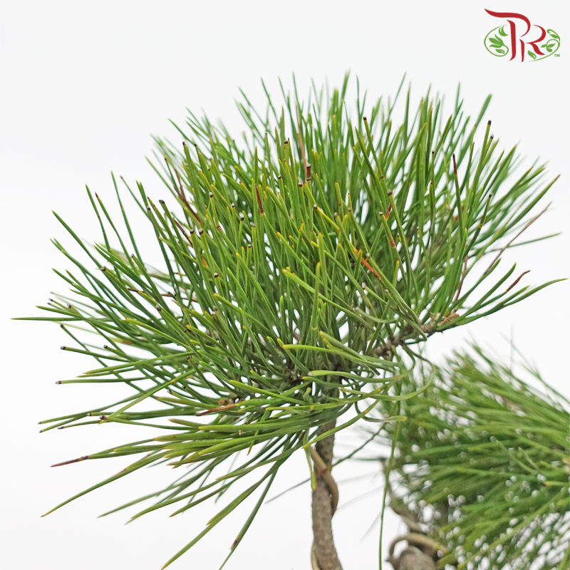 Pinus S 《黑松》-Pudu Ria Florist-prflorist.com.my