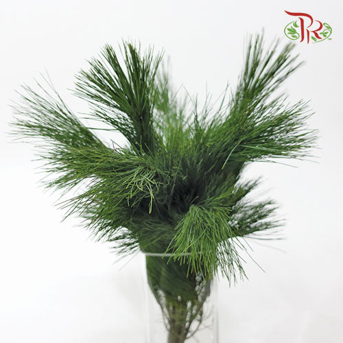 Pinus Strobus - (Per Bunch)-Malaysia-prflorist.com.my