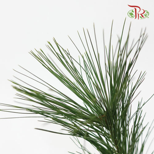 Pinus Strobus - (Per Bunch)-Malaysia-prflorist.com.my