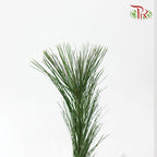 Pinus Strobus - (Per Bunch)-Malaysia-prflorist.com.my