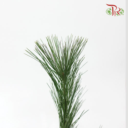 Pinus Strobus - (Per Bunch)-Malaysia-prflorist.com.my