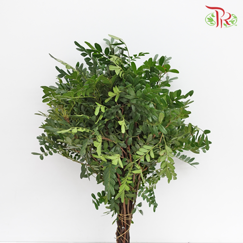 Pistacia Leaf - (Per Bunch)-China-prflorist.com.my