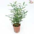 Pistacia Weinmannifolia P110《清香木》-Pudu Ria Florist-prflorist.com.my