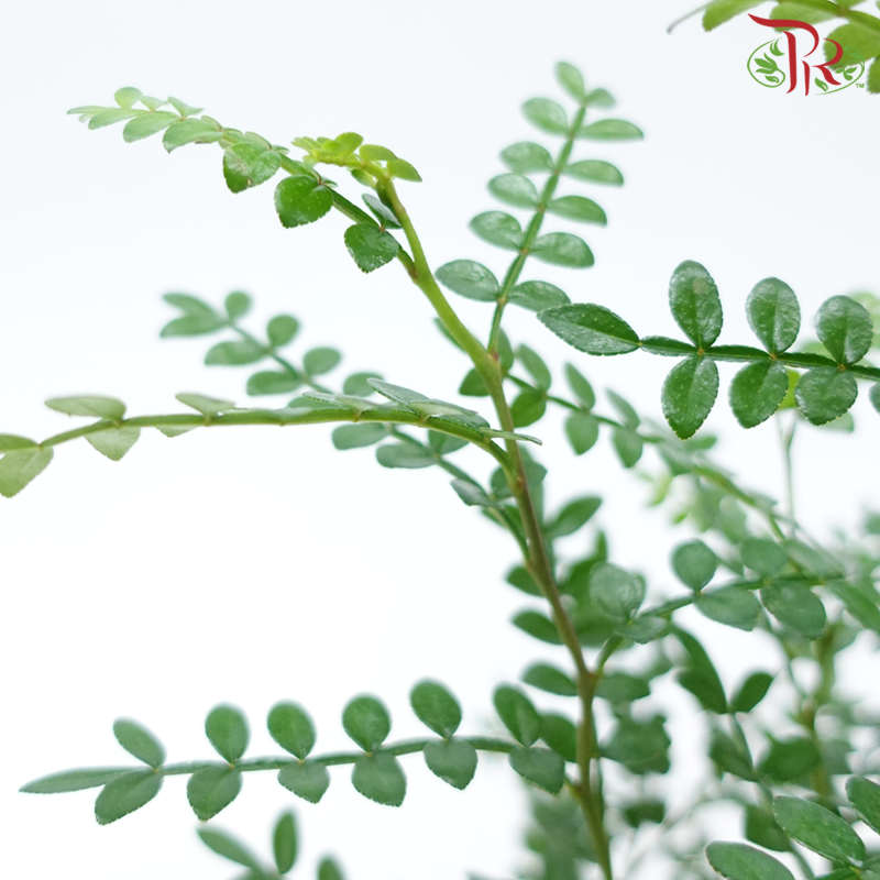 Pistacia Weinmannifolia P110《清香木》-Pudu Ria Florist-prflorist.com.my