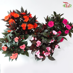 Impatiens P150凤仙花 F02 (Random Choose Colour)