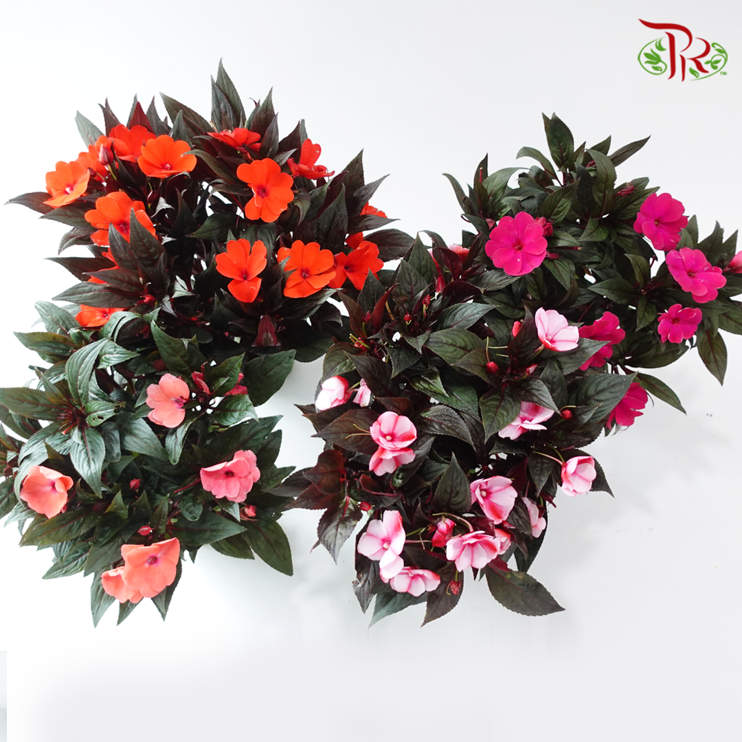 Impatiens P150凤仙花 F02 (Random Choose Colour)