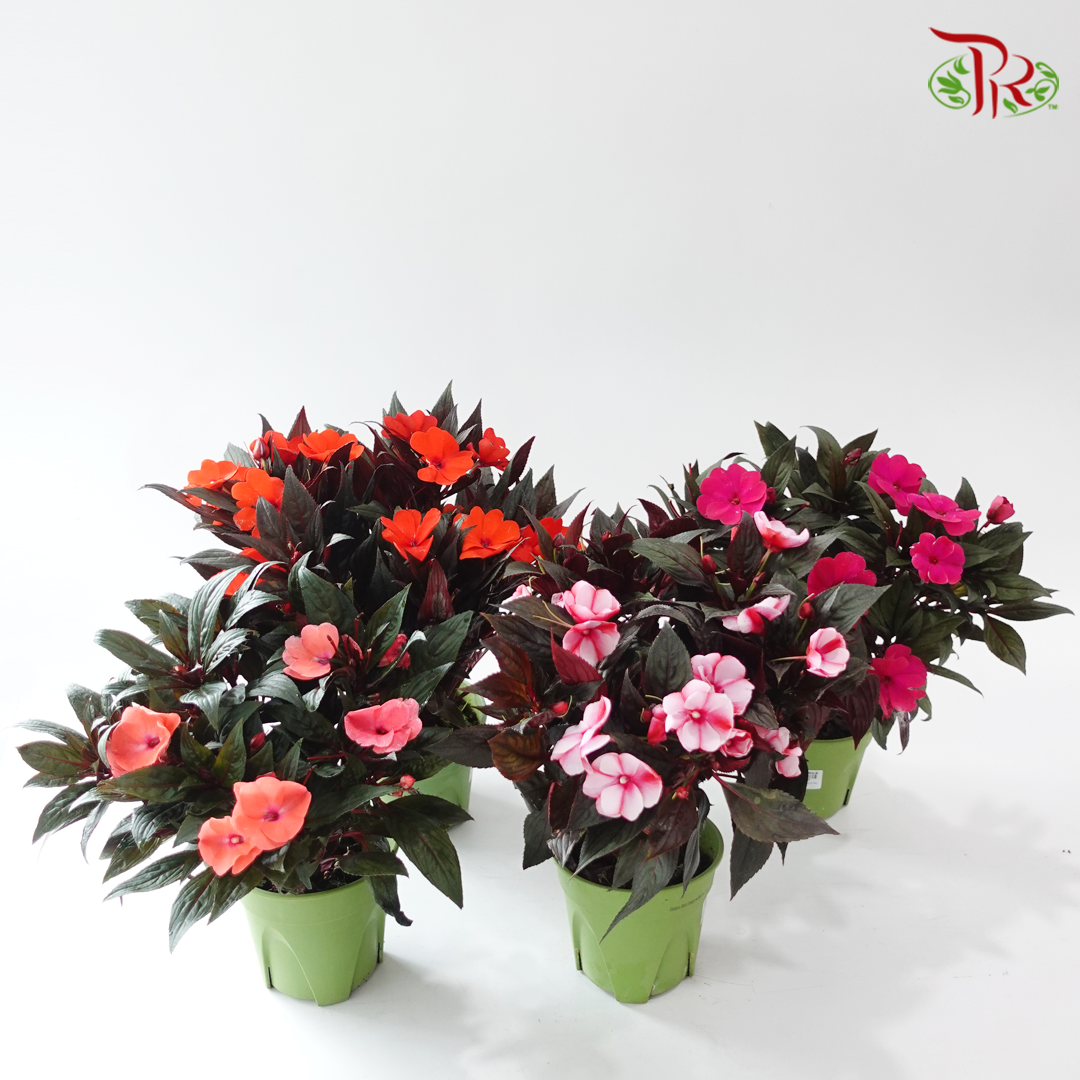 Impatiens P150凤仙花 F02 (Random Choose Colour)