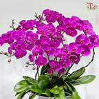 Orchid Grandeur 盛兰雅韵