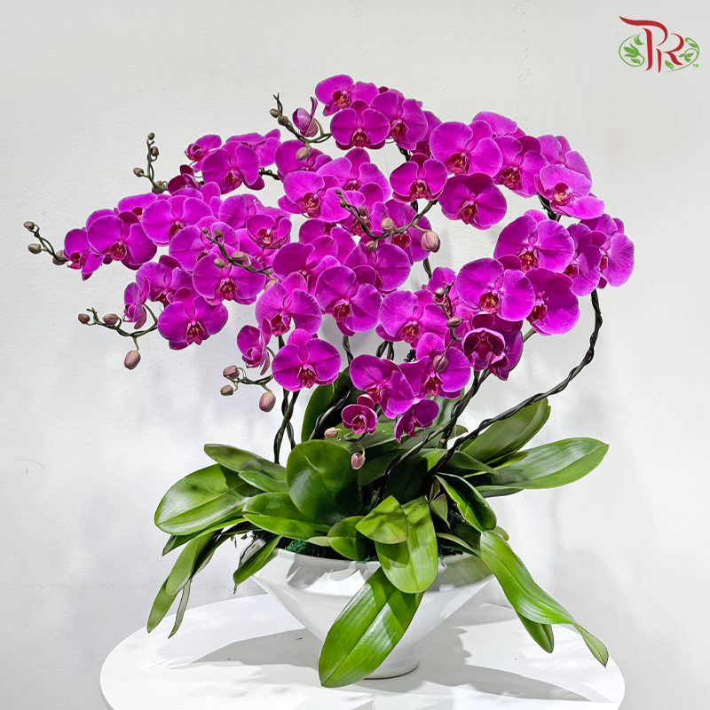 Orchid Grandeur 盛兰雅韵
