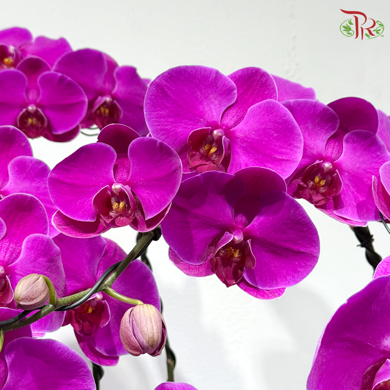 Orchid Grandeur 盛兰雅韵