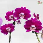 Botanical Elegance 花间雅境