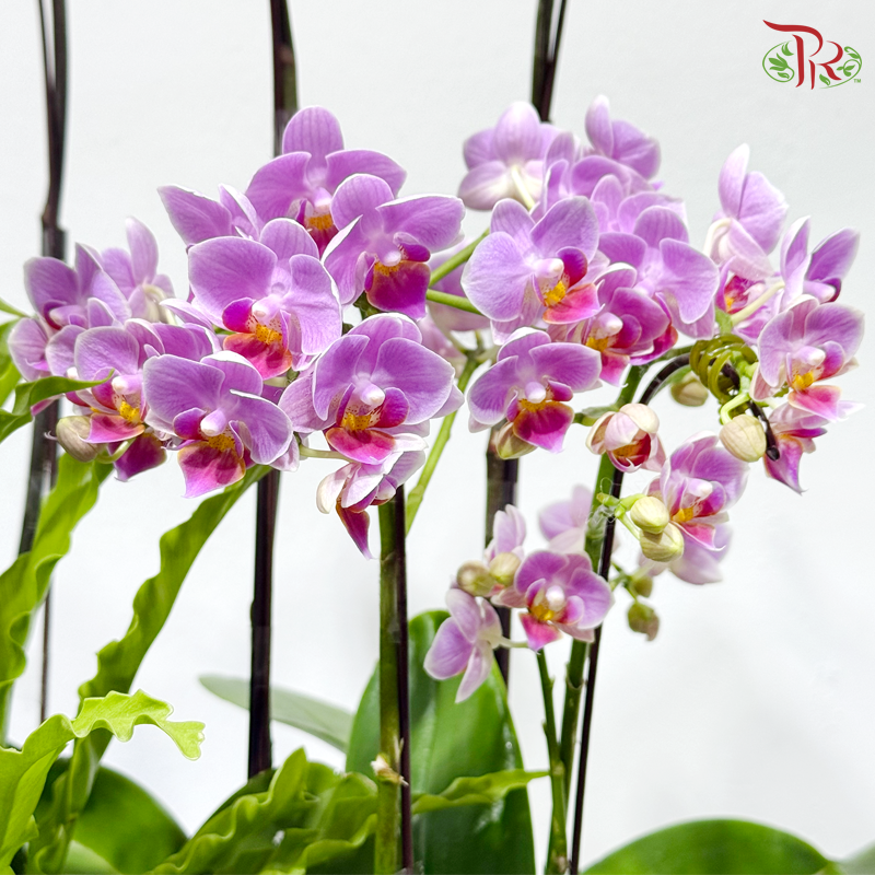 Botanical Elegance 花间雅境