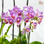 Botanical Elegance 花间雅境