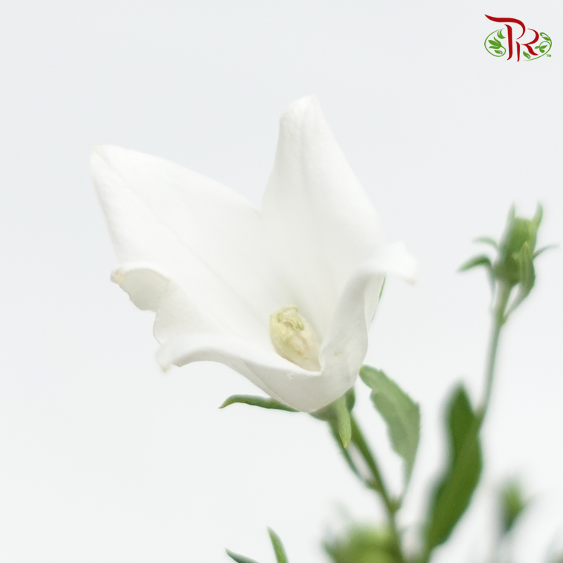 Platycodon Grandiflorum - White (Per Bunch)-White-China-prflorist.com.my