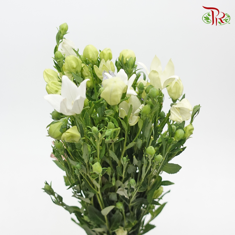 Platycodon Grandiflorum - White (Per Bunch)-White-China-prflorist.com.my