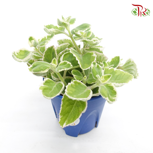 Plectranthus Amboinicus Variegata 《到手香》-Pudu Ria Florist-prflorist.com.my