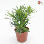 Podocarpus Macrophyllus (Japan breed)《罗汉松》-Pudu Ria Florist-prflorist.com.my