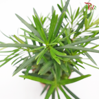 Podocarpus Macrophyllus (Japan breed)《罗汉松》-Pudu Ria Florist-prflorist.com.my