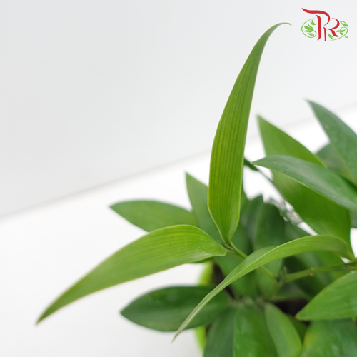 Podocarpus Nagi《竹柏》