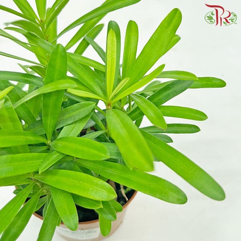 Podocarpus Seedlings《罗汉松苗》-Pudu Ria Florist-prflorist.com.my