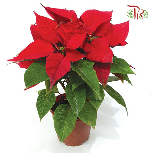 Poinsettia《圣诞红》-Pudu Ria Florist-prflorist.com.my