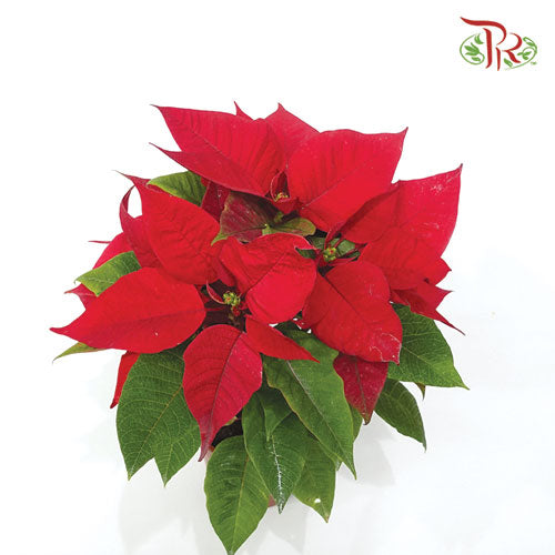 Poinsettia《圣诞红》-Pudu Ria Florist-prflorist.com.my