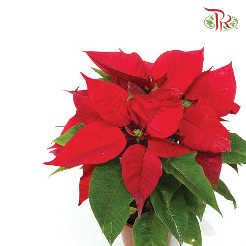 Poinsettia《圣诞红》-Pudu Ria Florist-prflorist.com.my