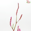 Polygonum - Pink (Per Bunch)-Pink-China-prflorist.com.my