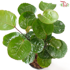 Polyscias Scutellaria P110《金钱兜》