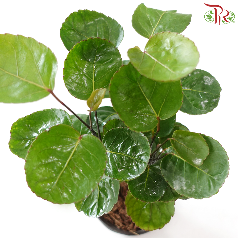 Polyscias Scutellaria P110《金钱兜》