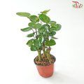 Polyscias Scutellaria P110《金钱兜》