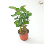 Polyscias Scutellaria P110《金钱兜》